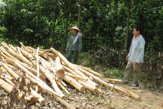 Nông trường Cao su Nông Sơn cam kết đền bù thiệt hại số keo bị ách chặn. Ảnh: BÍCH LIÊN