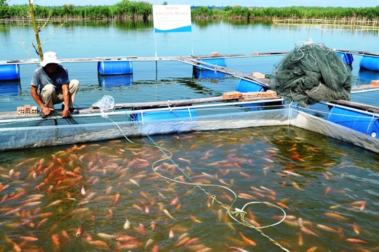 Dự án nuôi trồng thủy hải sản là một trong những lĩnh vực được ưu tiên hỗ trợ đầu tư. Ảnh: HOÀI NHI