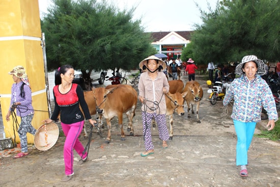 Trao bò sinh sản cho hộ nghèo vùng đồng bằng là cách làm đang được hưởng ứng tích cực. Ảnh: D.LỆ