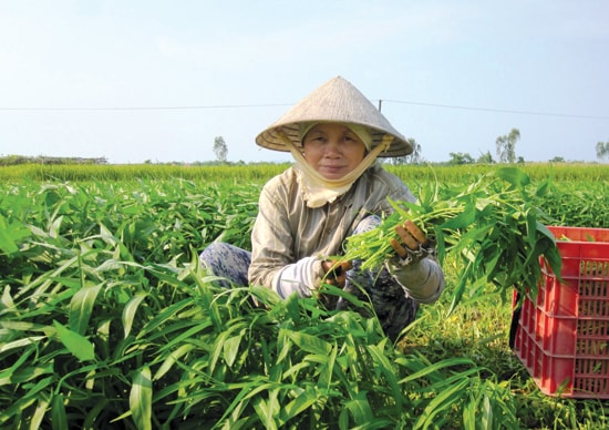 Giá cả nông sản bấp bênh khiến nhiều nơi lo ngại tiêu chí về thu nhập không bền vững. Ảnh: HOÀI NHI