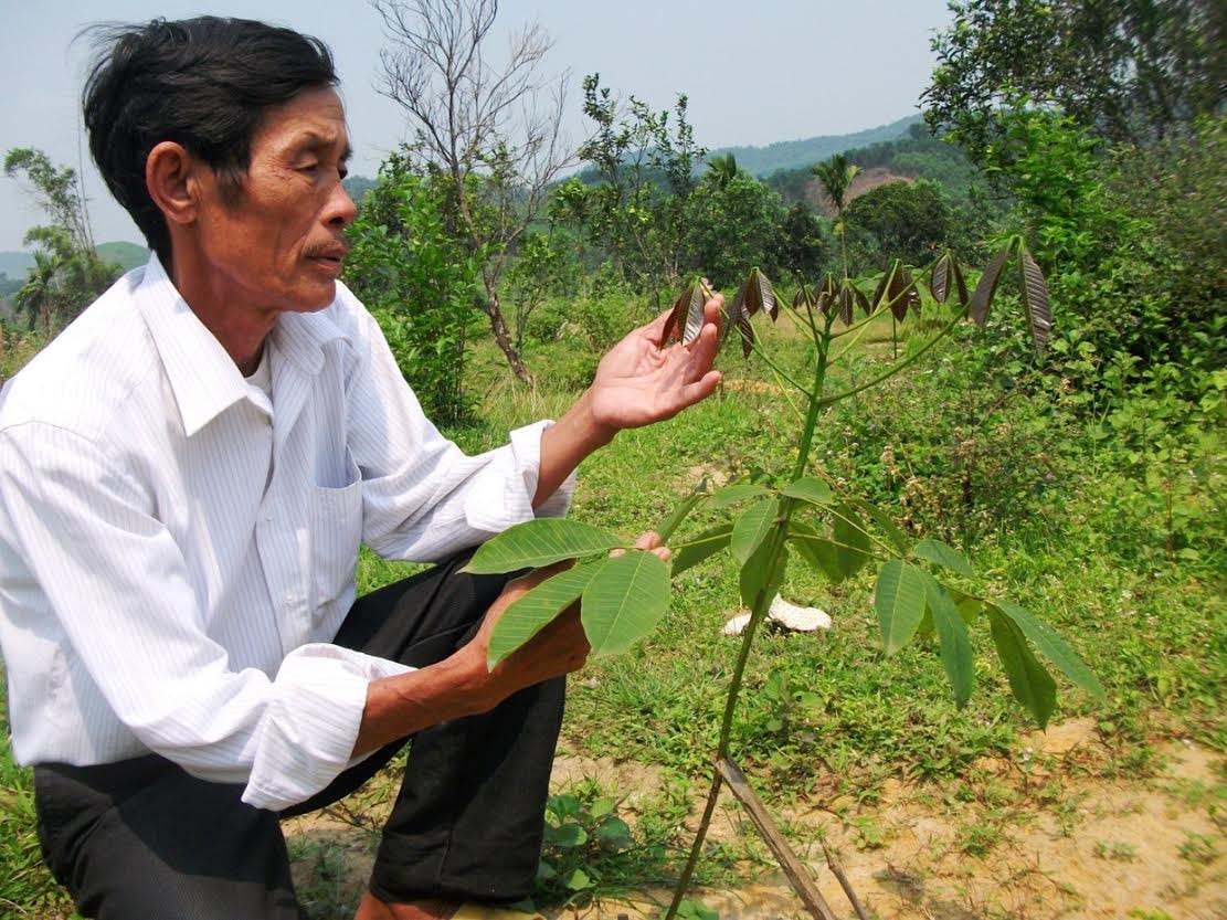 Cây cao su bén rễ tại Bắc Trà My góp phần vào công tác chuyển đổi cây trồng tại huyện miền núi này.