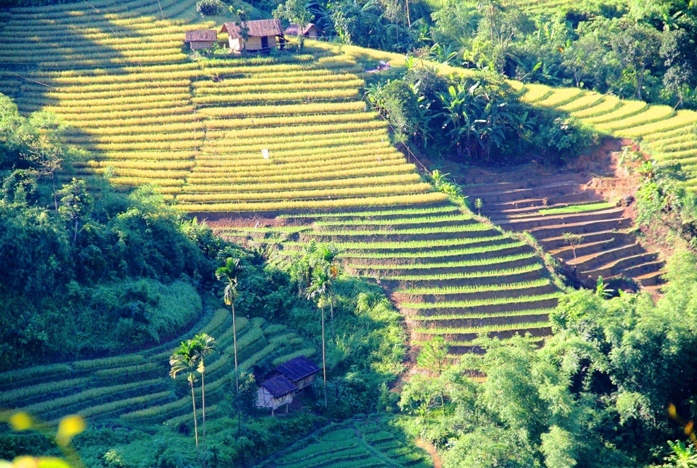 Vẻ đẹp của ruộng lúa bậc thang của đồng bào Xê Đăng ở xã Trà Linh (huyện Nam Trà My) trong nắng mới. 