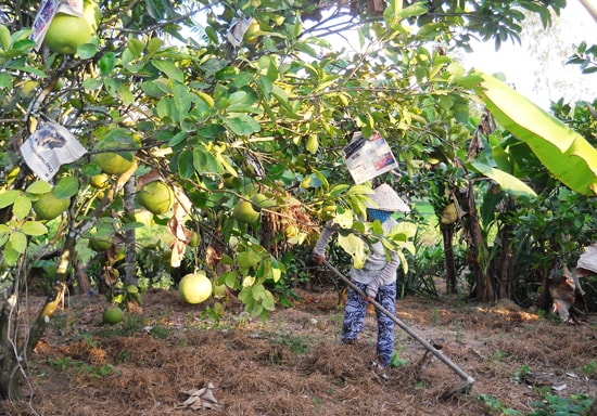 Mô hình “nhà sạch - vườn đẹp” do Hội LHPN huyện Tiên Phước phát động góp phần thiết thực trong việc xây dựng nông thôn mới trên địa bàn.