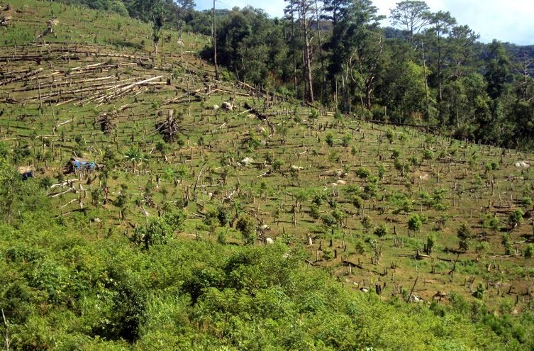 Một khoảnh rừng trên địa bàn huyện bị phá. Ảnh: PHƯƠNG UYÊN