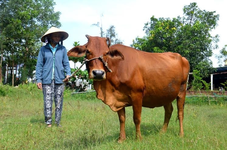 Chị Tám và con bò giống của CLB 