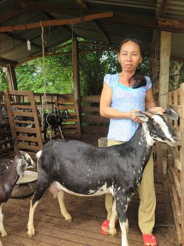 Nuôi dê mang lại hiệu quả cao nhưng chị Sương rất lo lắng vì tình trạng thường xuyên mất trộm dê.