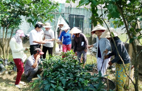 Cấp phát cây giống bưởi trụ cho người dân Đại Bình. Ảnh: Triêu Nhan