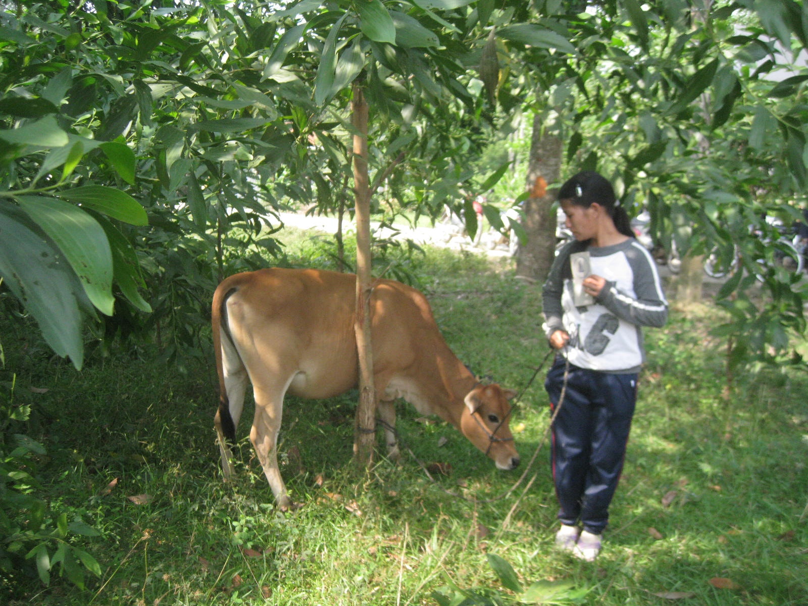 Trao bò hỗ trợ sinh kế cho đồng bào nghèo miền núi.