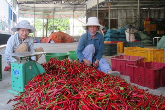 Cây ớt chưa đem lại hiệu quả và thu nhập kỳ vọng cho người dân.