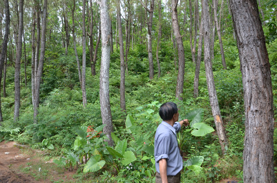 Nhiều địa phương trong tỉnh khủng hoảng rừng trồng gỗ lớn như thế này.
