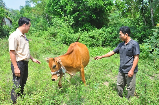 Với sự đồng hành của cộng đồng, anh Nguyễn Xuân ở xã Duy Vinh, Duy Xuyên (bên phải) phát triển chăn nuôi, vươn lên thoát nghèo. Ảnh: CÔNG ANH