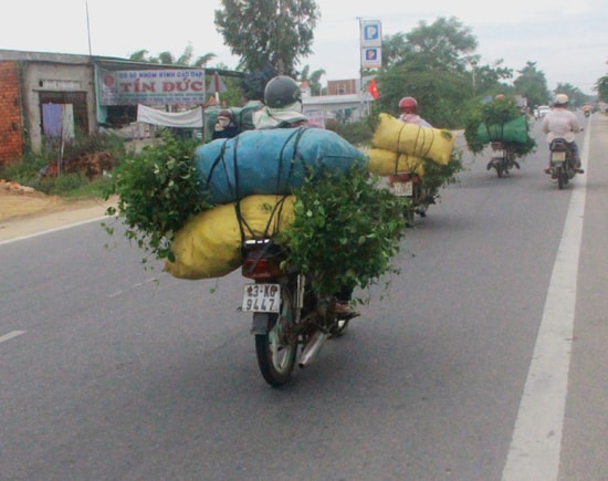 Nhiều cây thuốc quý bị khai thác tràn lan, không tái sinh dễ bị tuyệt chủng. 