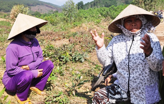 Nhiều năm nay, tranh chấp đất rừng gay gắt giữa người dân thôn Thạch Kiều (xã Tam Xuân 2, Núi Thành) với Công ty Lâm đặc sản xuất khẩu Quảng Nam tại khu vực rừng phòng hộ Phú Ninh. Ảnh: T.H