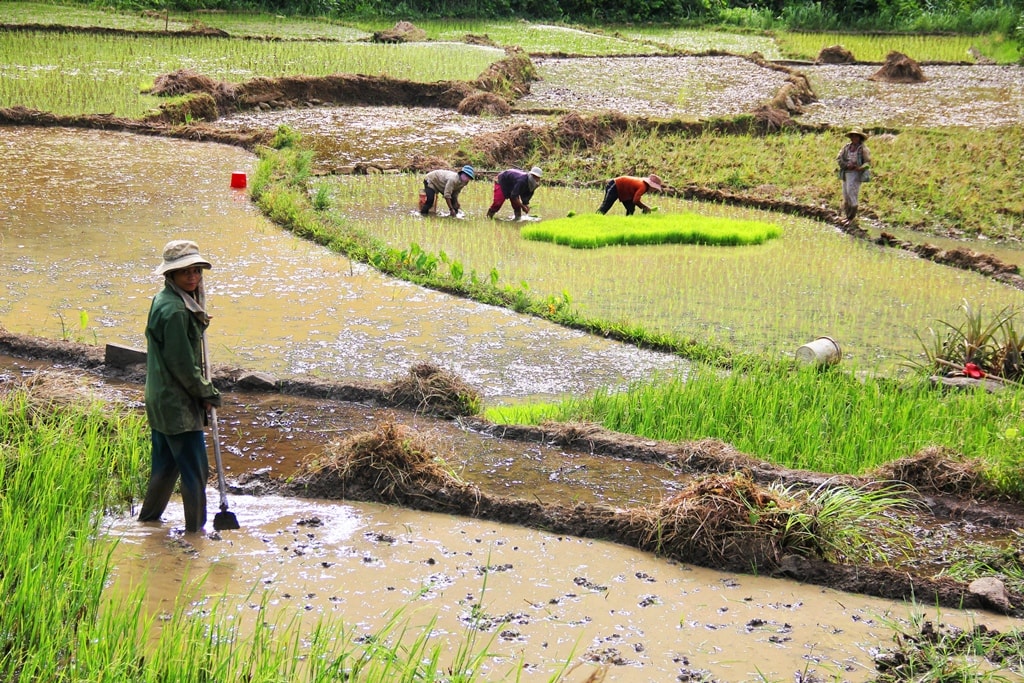 Từ nguồn vốn Chương trình 135, huyện Đông Giang đã thực hiện nhiều hỗ trợ cho phát triển sản xuất cho đồng bào vùng cao . Ảnh: ALĂNG NGƯỚC