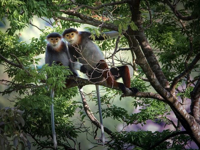 Tác phẩm “Voọc chà vá chân đỏ” của NSNA Mai Thành Chương.