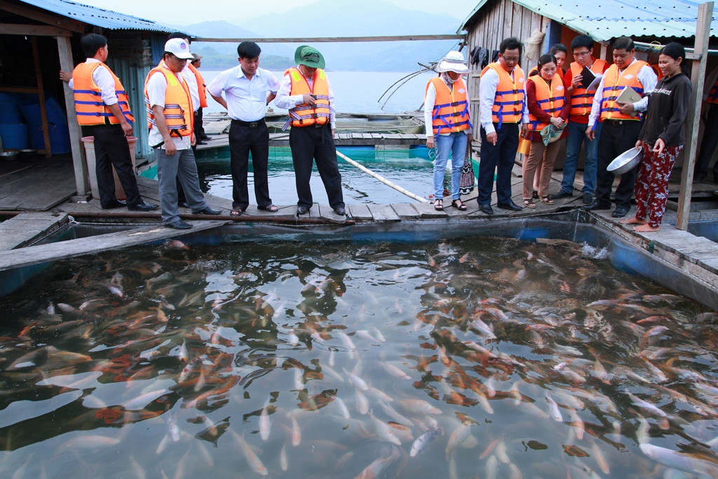 Đoàn giám sát Ban Dân tộc HĐND tỉnh khảo sát mô hình nuôi cá lồng bè ở huyện Bắc Trà My.