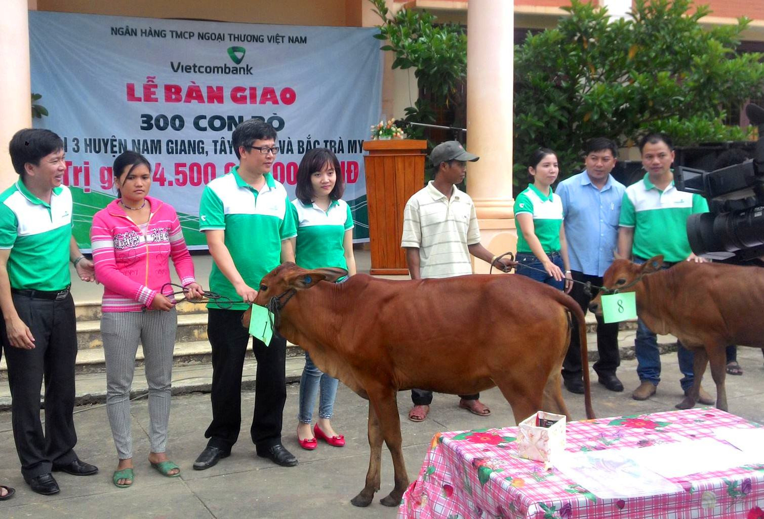 Những con bò giống đã được trao tận tay đồng bào Cơ Tu nghèo ở huyện miền núi Tây Giang.