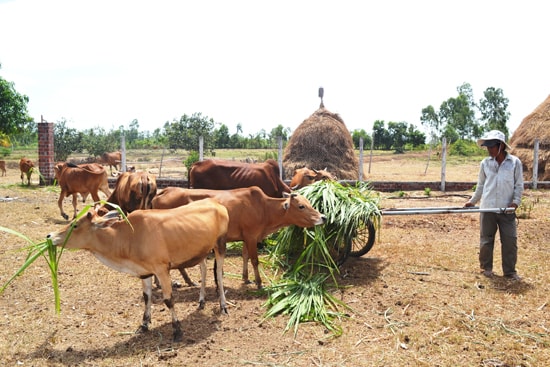 Chăn nuôi hàng hóa bền vững sẽ hạn chế phát triển tự phát, manh mún của ngành chăn nuôi. Ảnh:  VĂN SỰ