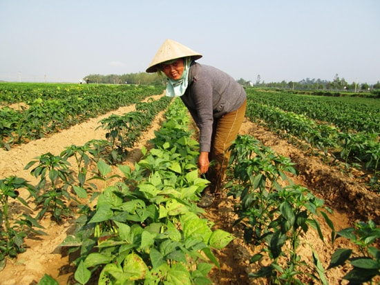 Nhiều địa phương đang nỗ lực hình thành vùng chuyên canh cây trồng cạn tập trung. Ảnh: V.S