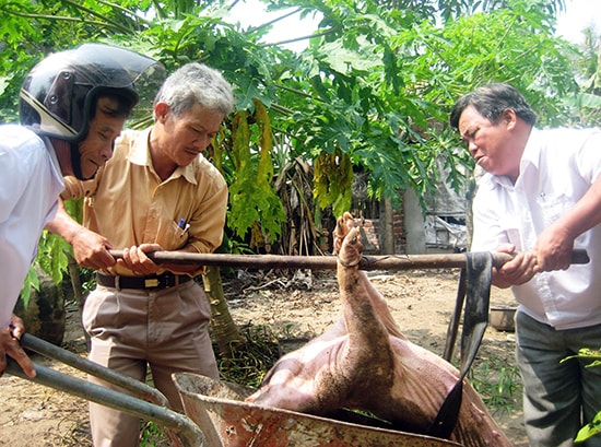 Những năm qua, người chăn nuôi trong tỉnh không ít lần lao đao vì dịch tai xanh.Ảnh: T.R