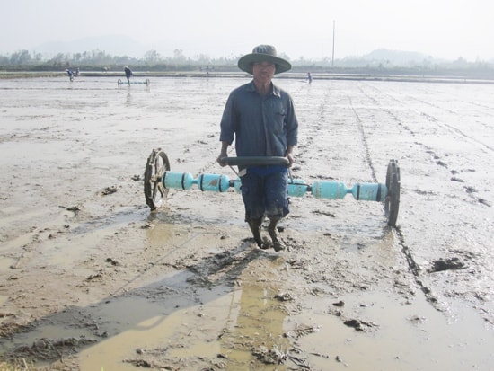 Nhà nông phải tuân thủ nghiêm lịch thời vụ và cơ cấu giống do ngành chuyên môn đưa ra.Ảnh: MAI LINH