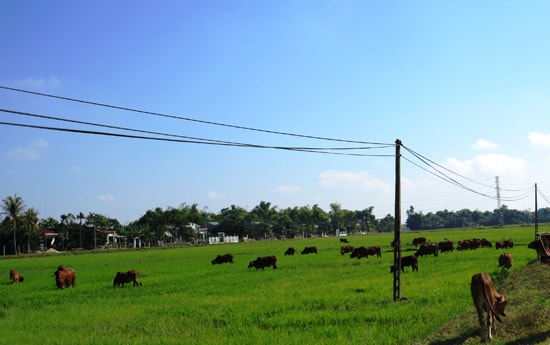 Mô hình chăn nuôi bò theo hướng gia trại đem lại thu nhập cao tại Đại Cường. Ảnh: BÍCH LIÊN