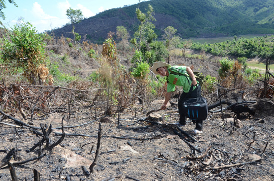 Tình trạng đốt phá rừng khu vực đầu nguồn xã Duy Sơn để trồng cây tái diễn nhiều năm nay. Ảnh: T.HỮU