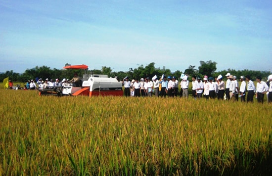 Mô hình cánh đồng mẫu chuyên sản xuất giống lúa hàng hóa tại thôn La Hòa cho hiệu quả kinh tế cao.Ảnh: VĂN SỰ