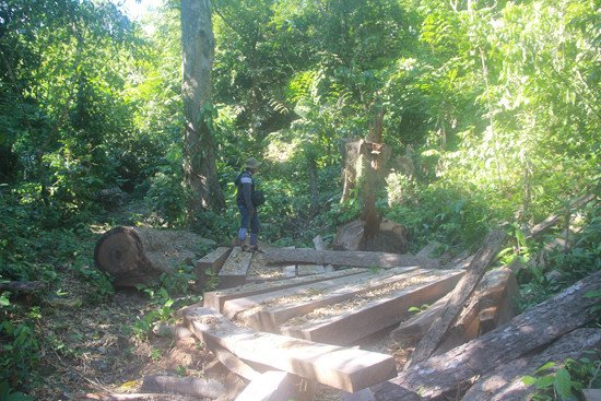 Gỗ cưa thành phách tại rừng phòng hộ Sông Tranh đoạn qua xã Trà Bui mà các cơ quan chức năng chưa phát hiện hoặc lập biên bản.  (Ảnh chụp vào ngày 17.11.2015)