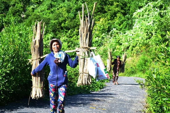 Sau một ngày tìm kiếm, bà Nhất và bà Á (ở thôn Bãi Ông) kết vỏ cây ngô đồng thành bó rồi gánh về làng. Ảnh: DUNG THÙY