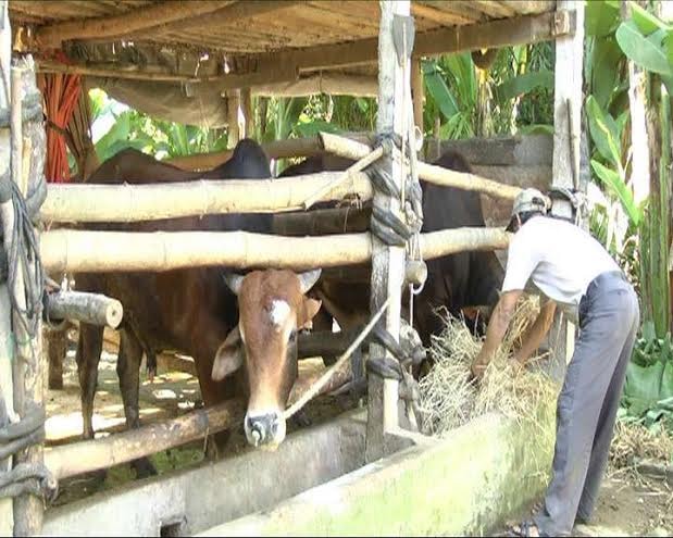 Nhờ có đàn bò mà người dân có điều kiện cho con đi học, nhà cửa xây dựng khang trang.