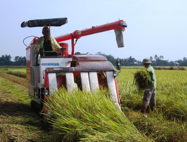 Hiện nay, tỷ lệ cơ giới hóa khâu thu hoạch lúa trên toàn huyện đạt 80%. Ảnh: N.P 