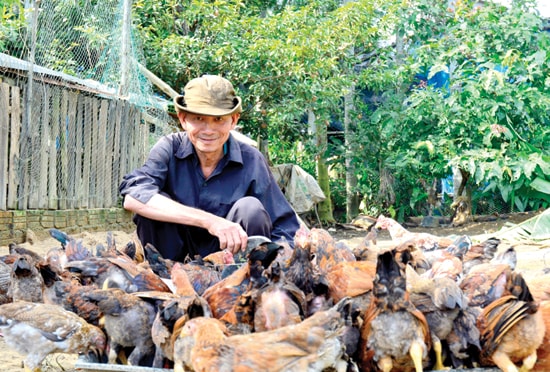 Ông Sáu chăm sóc đàn gà để làm từ thiện. Ảnh: XUÂN KHÁNH