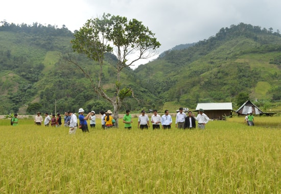 Nhiều cánh đồng tại huyện Đông Giang áp dụng kỹ thuật canh tác SRI, giúp nâng cao năng suất lúa.Ảnh: T.V.L