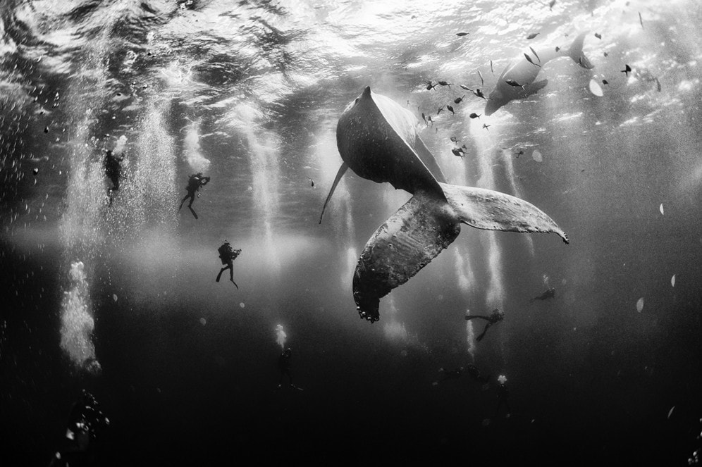 Diving with a humpback whale and her new born calf while they cruise around Roca Partida Island, in Revillagigedo, Mexico. #  © Anuar Patjane 