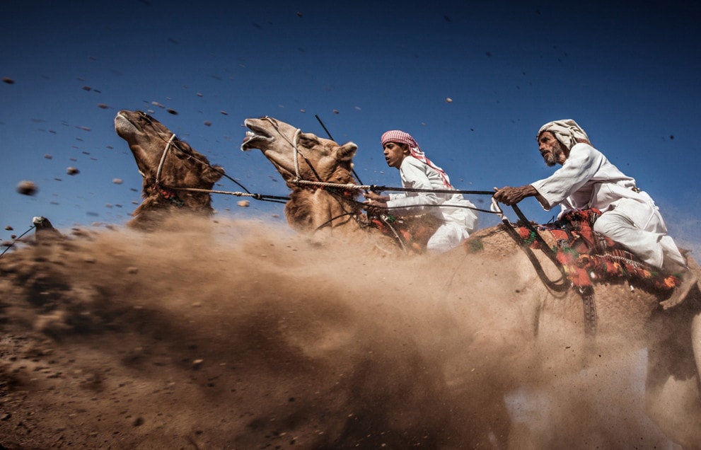 Camel Ardah, as it called in Oman, is one of the traditional styles of camel racing between two camels controlled by expert riders. The faster camel is the loser, so they must be running at the same speed level in the same track. #  © Ahmed Al Toqi