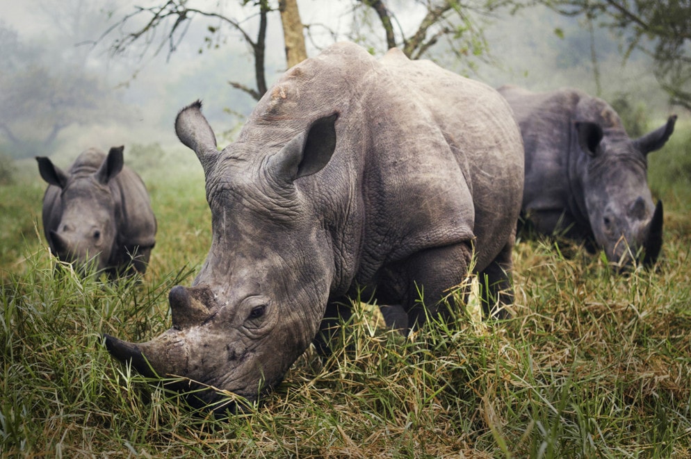 The night before this photo, we tried all day to get a good photo of the endangered white rhino. Skulking through the grass carefully trying to stay 30 feet away to be safe, didn t provide me the photo I was hoping for. In the morning however, I woke up to all three rhinos grazing in front of me. #  © Stefane Berube