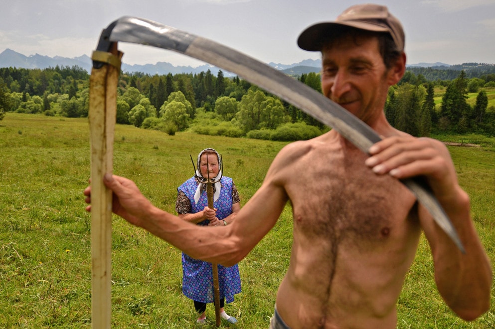 Traditional haymaking in Poland. Many people continue to use the scythe and pitchfork to cut and sort the hay. #  © Bart Omiej Jurecki