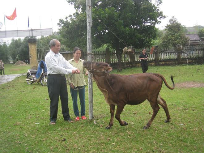 Trao bò hỗ trợ sinh kế cho hộ nghèo xã Tam Sơn.