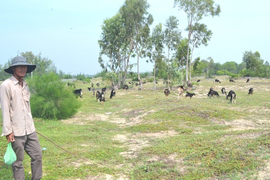 Ông Hà Phước Khánh đang chăn đàn dê của gia đình. Ảnh: V.Q