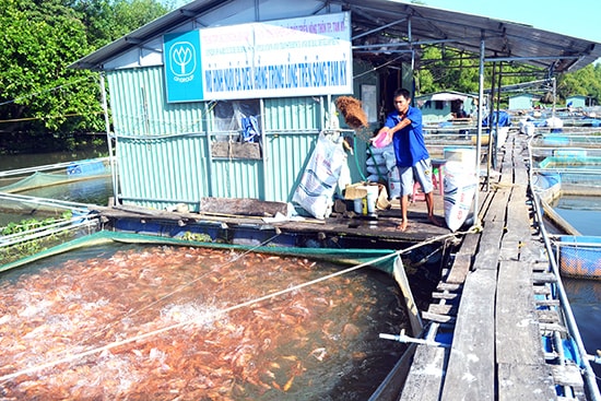 Gia đình ông Trần Văn Cam thu hoạch cá điêu hồng. Ảnh: Quang Việt