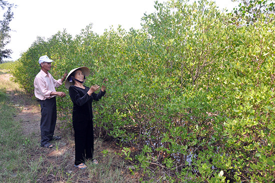 Nhiều năm nay, các chương trình biến đổi khí hậu đã giúp cho xã Tam Giang (Núi Thành) phục hồi và trồng mới hàng chục héc ta rừng ngập mặn dọc bờ sông Trường Giang. Ảnh: TRẦN HỮU