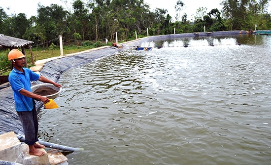 Đầu tư ao chứa lắng, ao xử lý nước thải trong vùng nuôi tập trung để khắc phục ô nhiễm môi trường, nâng cao hiệu quả nuôi tôm là cần kíp. 