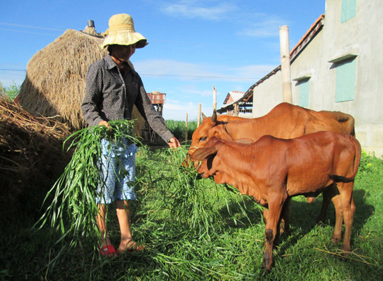 Chăn nuôi bò thâm canh giúp nhiều hộ dân ở xã Duy Châu nhanh chóng làm giàu. Ảnh: T.N