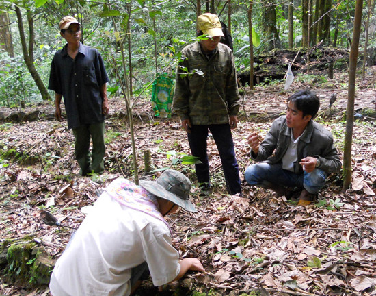 Trồng sâm dưới tán rừng ở Trà Linh (Nam Trà My).