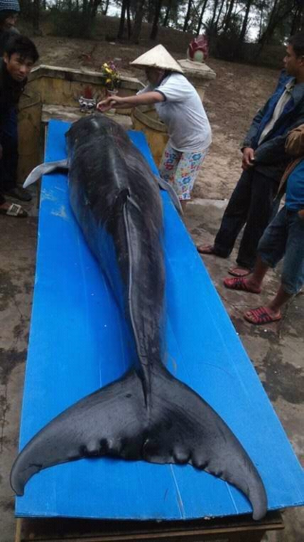Con cá ông dạt vào bờ được người dân thôn Hà Quang (Tam Tiến, Núi Thành) phát hiện vào sáng ngày 17.12 (Ảnh người dân cung cấp)