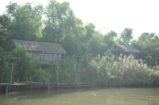 Những ngôi nhà tranh ẩn, hiện trong lũy tre làng: Ảnh: Minh Hải