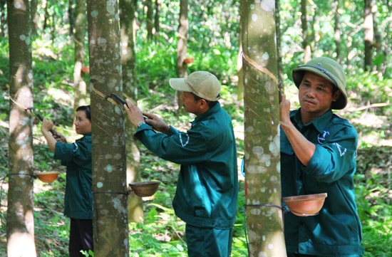 Cần sớm tìm được tiếng nói chung giữa doanh nghiệp và người dân để tiếp tục phát triển cây cao su ở Nam Giang.  Ảnh: N.D