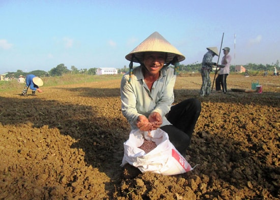 Nhiều chân ruộng bấp bênh nước tưới đã được nông dân Duy Xuyên chuyển sang gieo trồng đậu phụng.