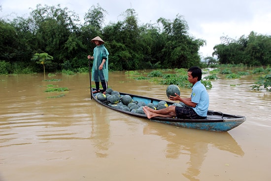 Nếu dự báo lũ chính xác thì người dân sẽ chủ động phòng tránh, hạn chế thấp nhất thiệt hại. TRONG ẢNH: Người trồng dưa hấu ven sông Vu Gia qua huyện Đại Lộc bị thiệt hại do cơn lũ trái mùa hồi tháng 3 năm nay.  Ảnh: TRẦN HỮU